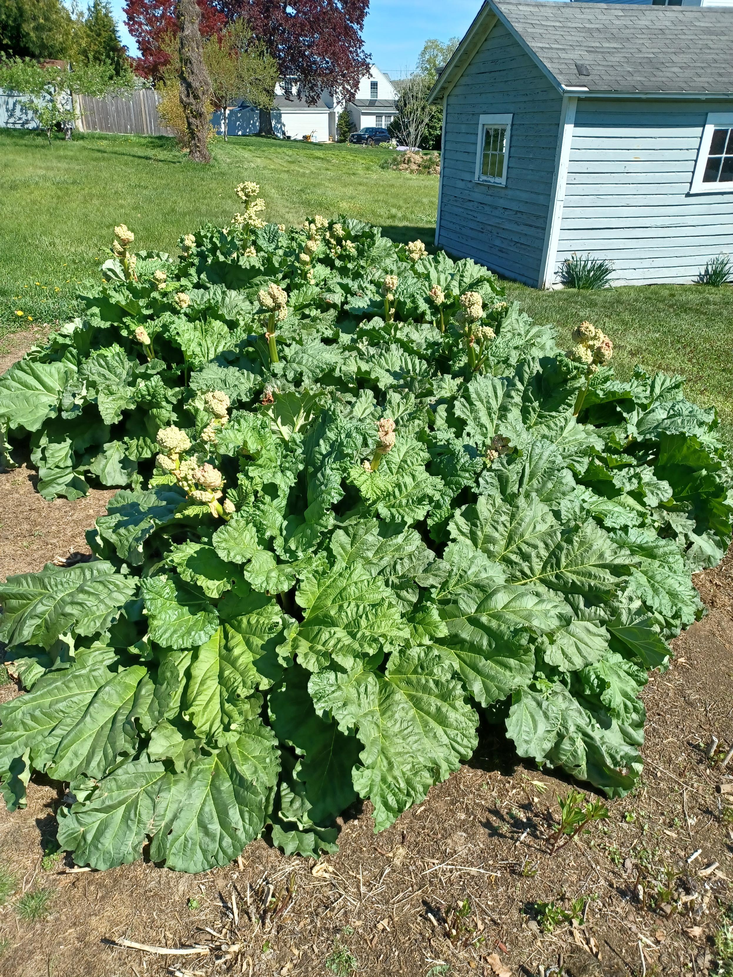 A section of a garden bed of about 50ft² (4.6 meter²) completely covered with luxurious growth of several rhubarb plants.  Several of the plants are putting up flower stalks.  A grey garden shed and grass in background.  Blue sky and bright sunshine.