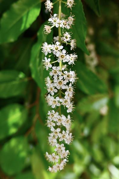 Posted media