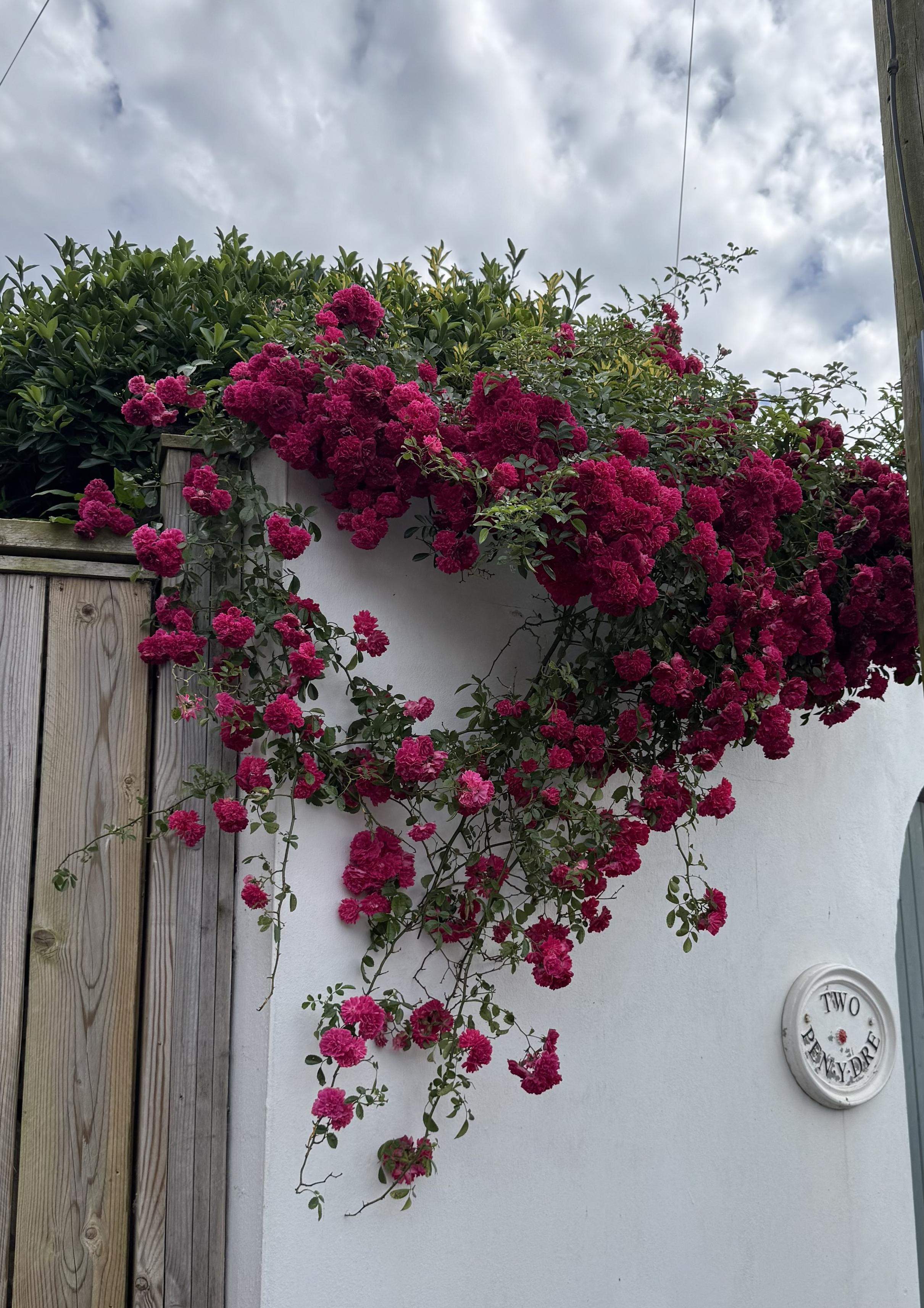 Deep pinky red coloured climbing rose, spilling over the top of a high whitewashed garden wall. There is a wooden gate in the edge of the picture. The sky is cloudy and overcast.