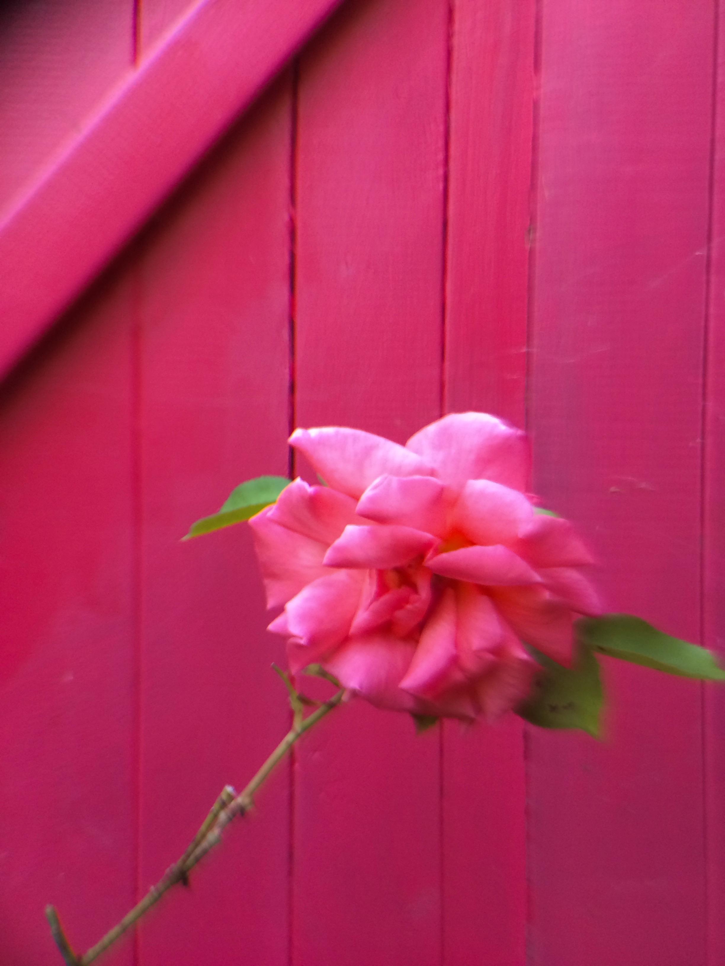 A hot pink rose against a red gate. This is using the telephoto olloclip on an iPhone 5S, the olloclip is on wonky so there’s a slight tilt-shift effect going on with the focus.