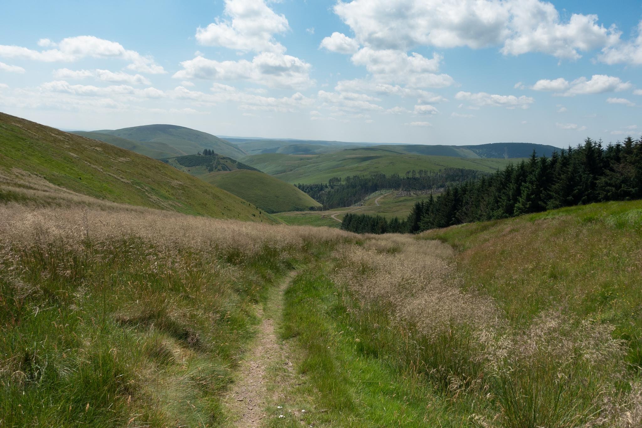 Colour photo of a rough track running downhill away from the viewer between banks of tall feathery grasses. Hills rise in the distance. The sky is blue with small white clouds.