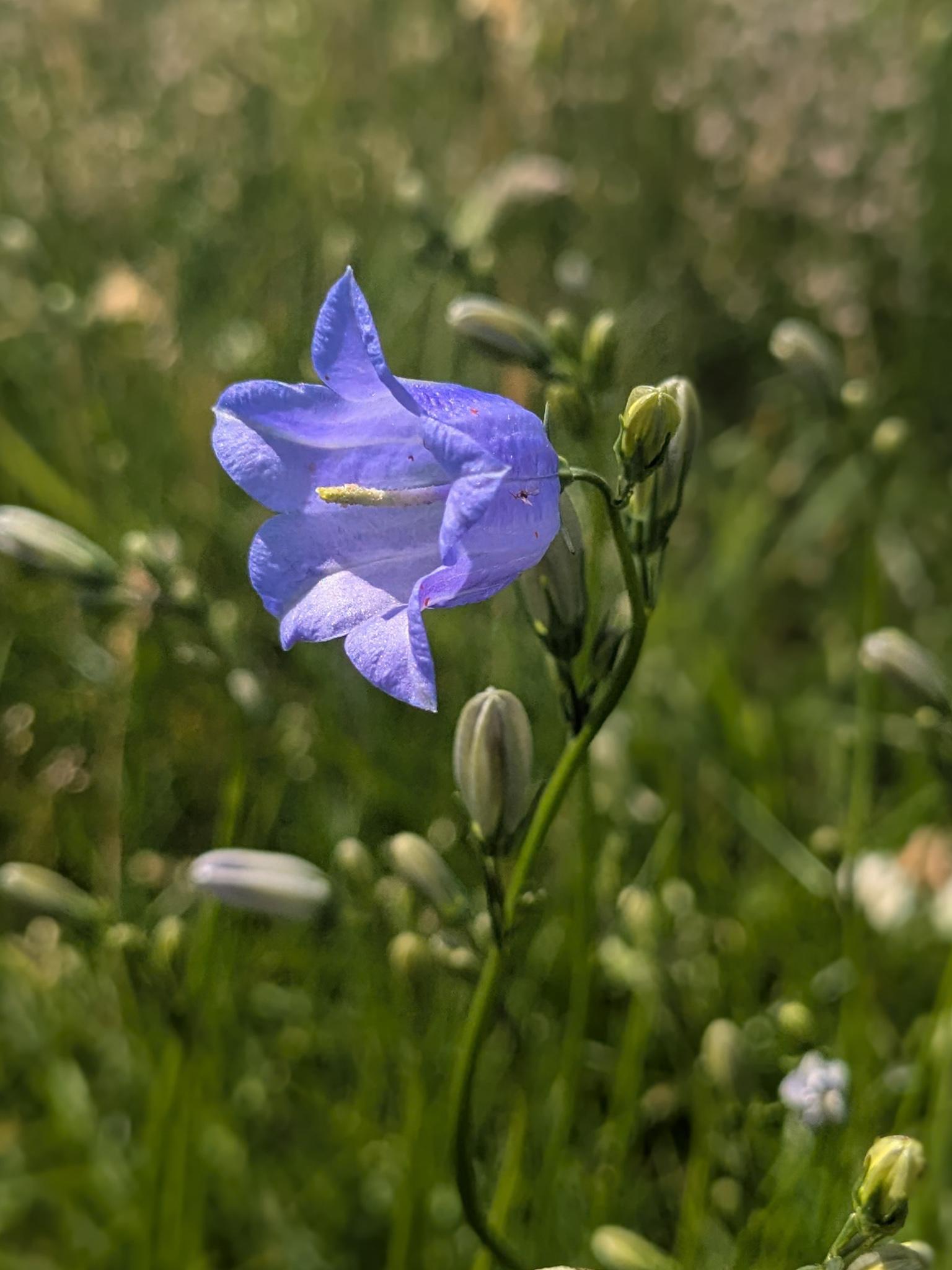 Colour photograph of a single deep blue harebell flower, against a grassy background.
