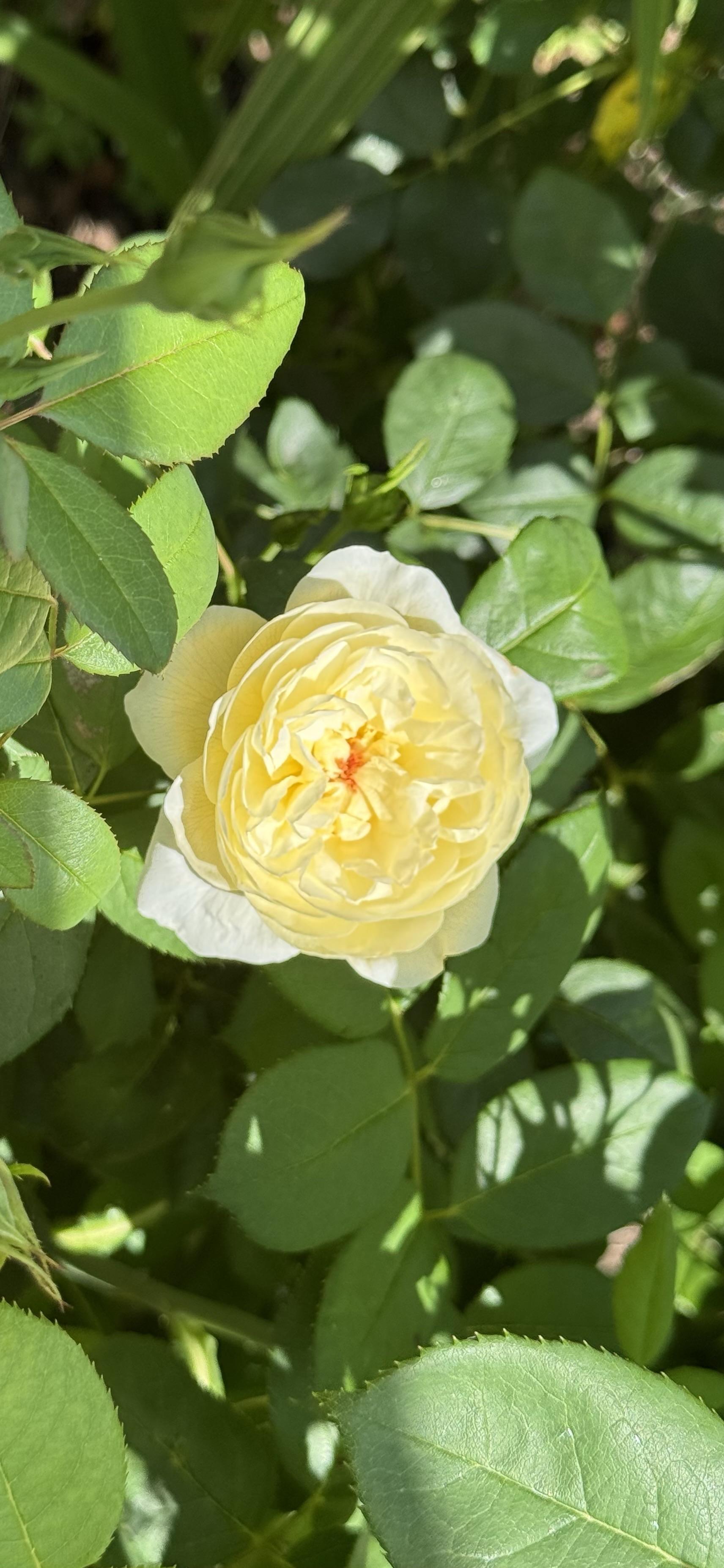 Close up of a single rosette style, pale yellow rose bloom. The sun is shining on the plant and the mid-green leaves contrast with the yellow