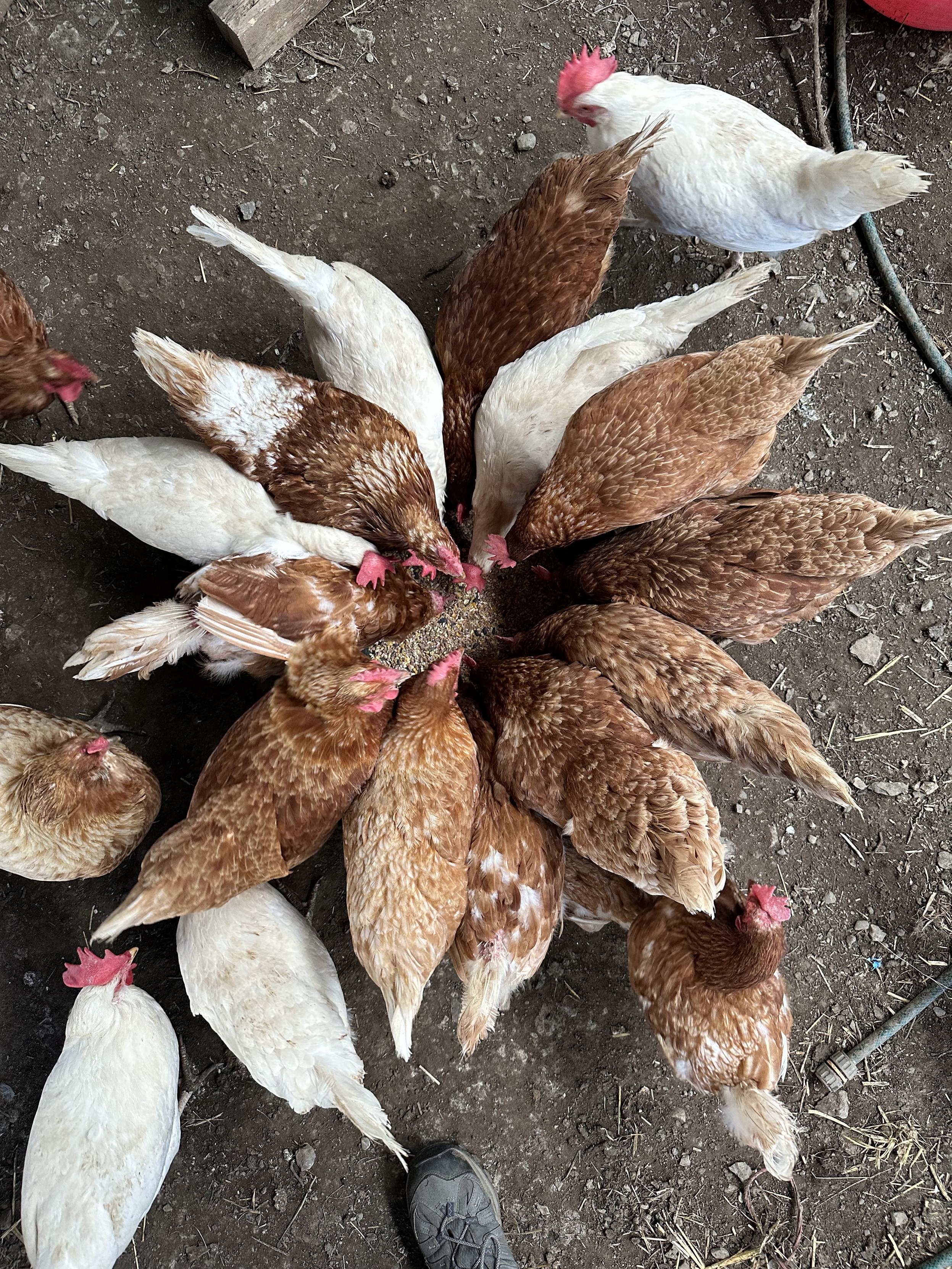 A circle of chickens around a trug containing corn. The photo is taken from above.