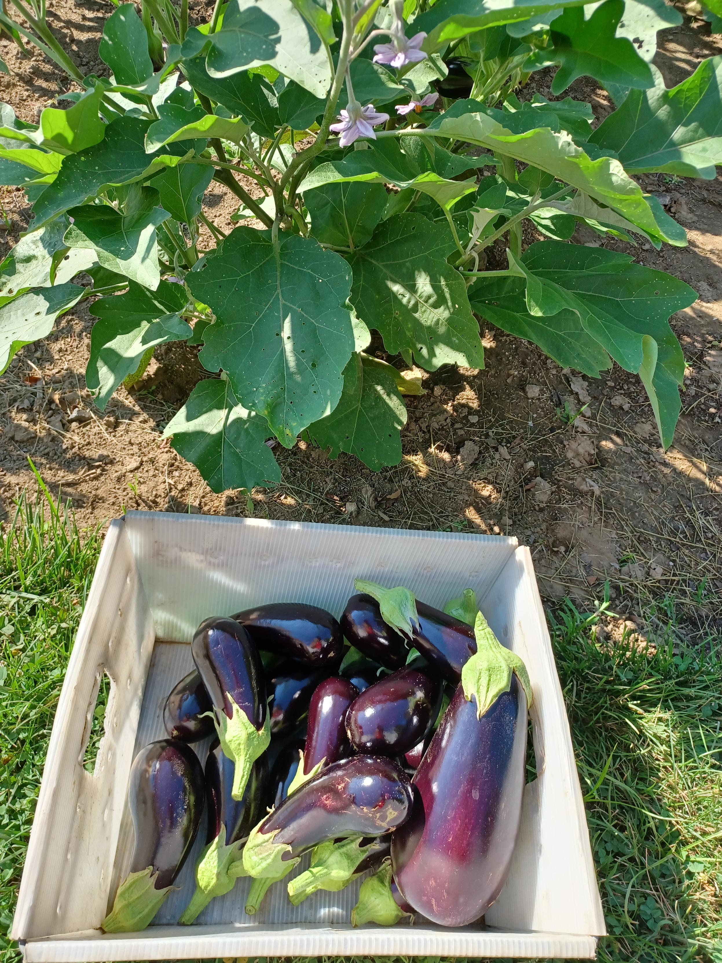 A withe plastic tote with about 20 pounds (~9 kg) of eggplant (Aubergine) just harvested.  A large, healthy plant with blossoms showing just behind tote.