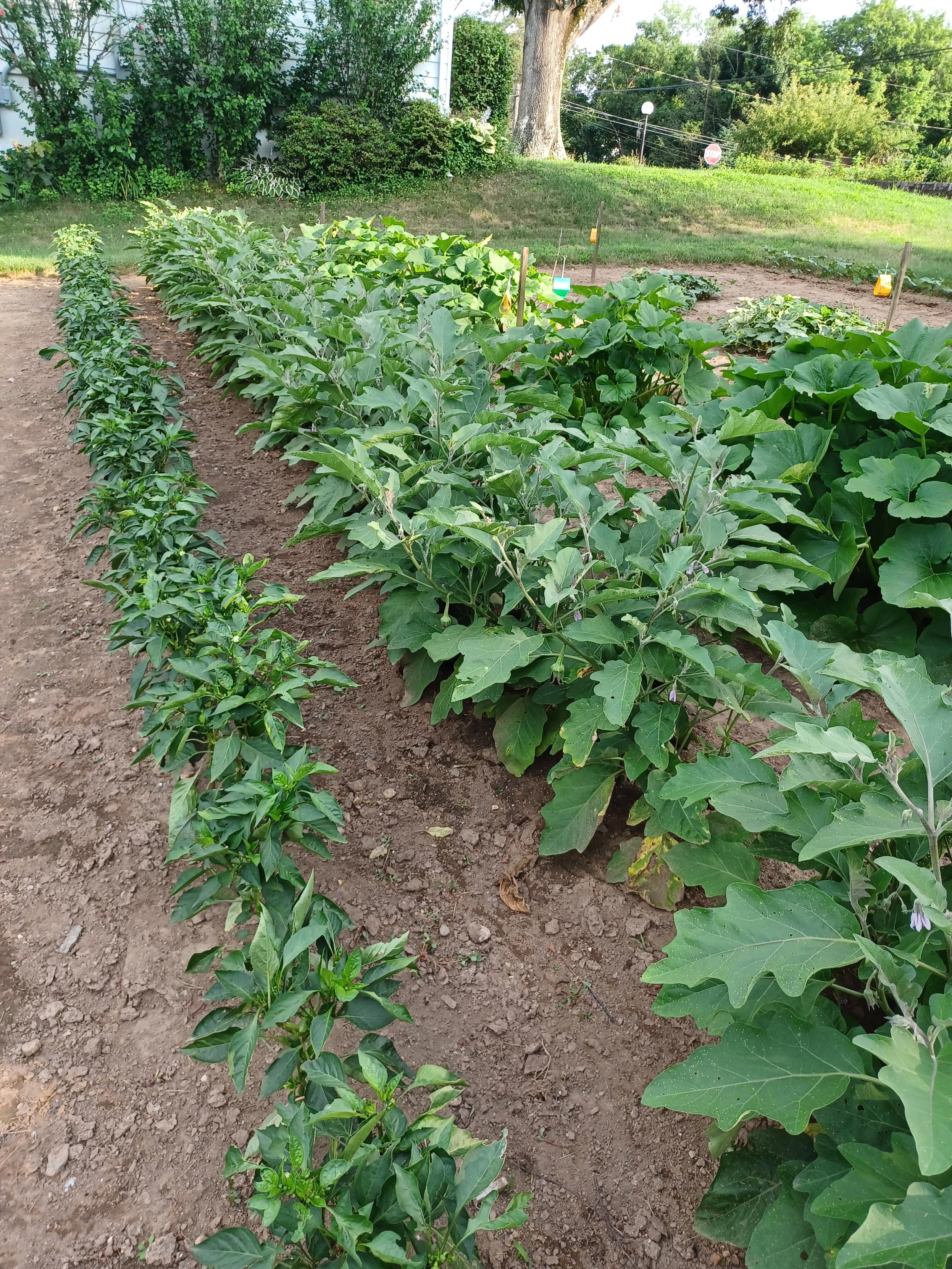 A garden view showing 3 rows of vegetables.  Each row is about 40 ft. (~12 meter) long.  From left to right are: Green bell pepper, Eggplant, and sunburst yellow squash.