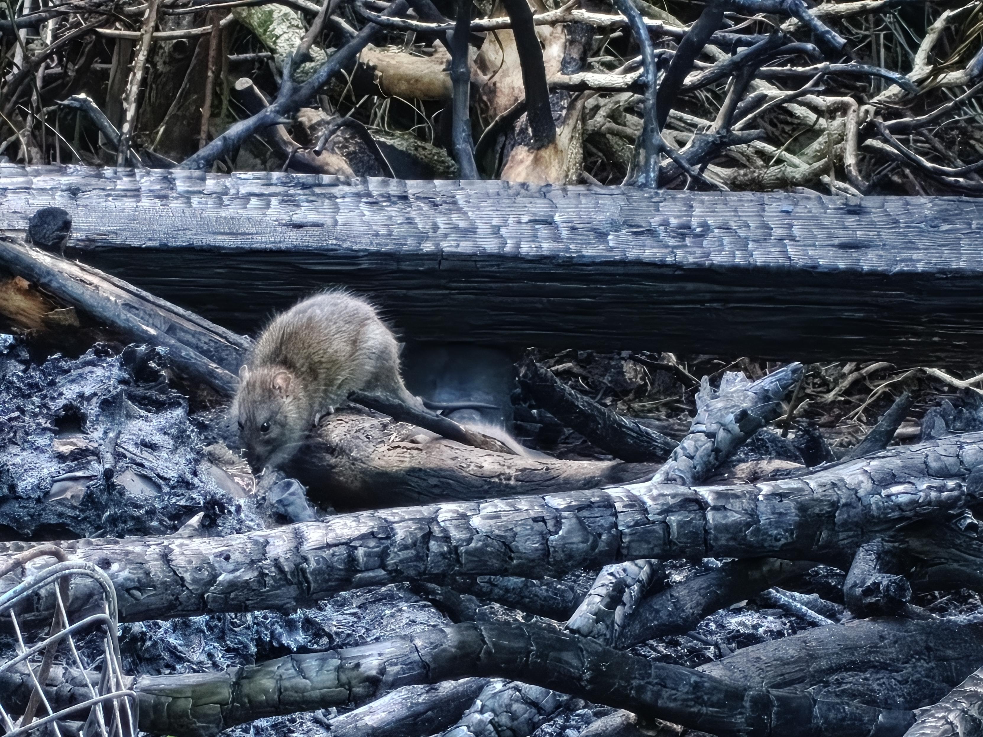 A rat scavenging for food in the embers of a bonfire.