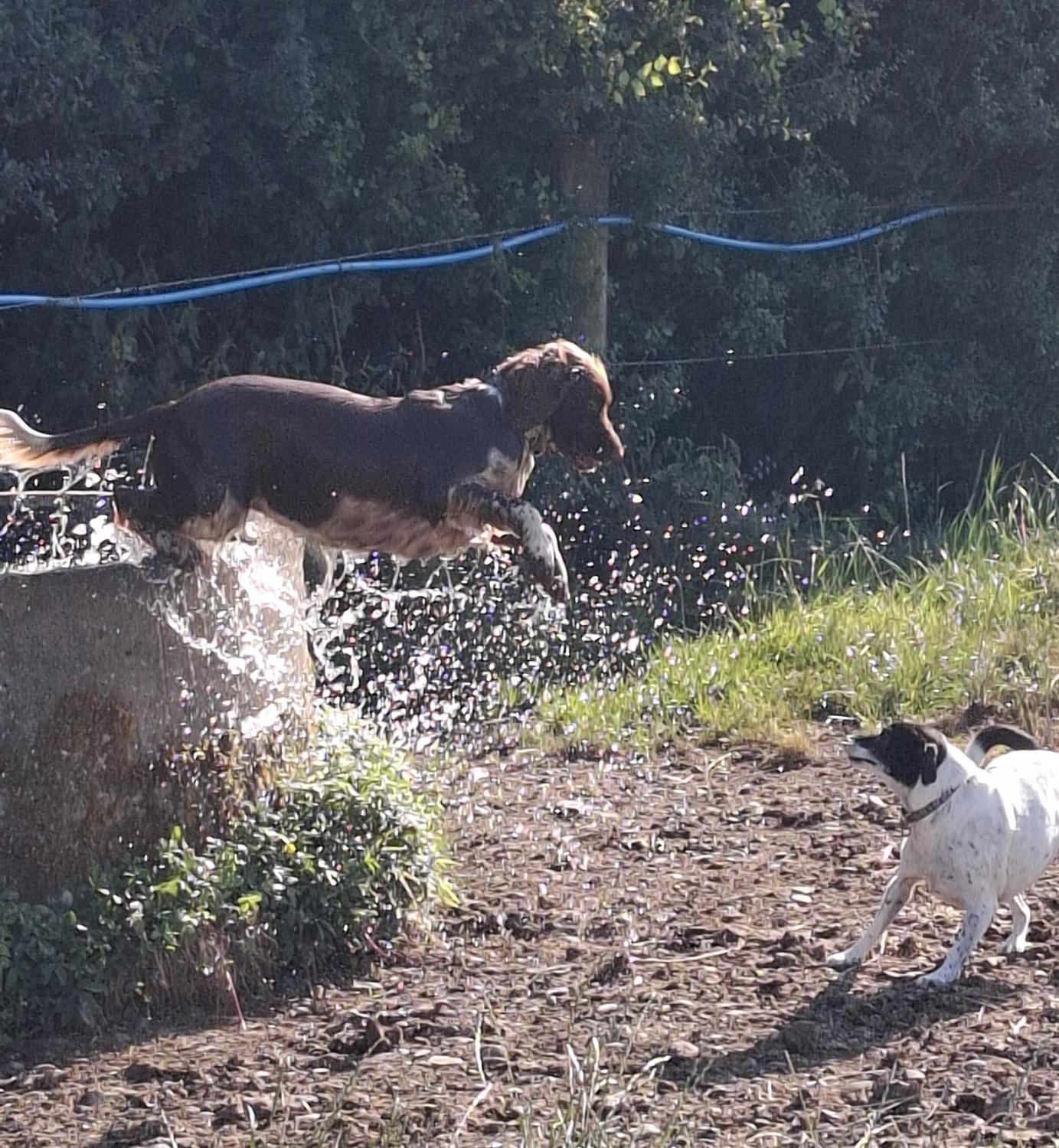 A mostly brown spaniel is leaping out of a circular trough and sending water everywhere. A small black and white dog who hates to get wet had been barking at the spaniel but now she looks slightly horrified as 20kg of wet dig hurtles towards her to play
