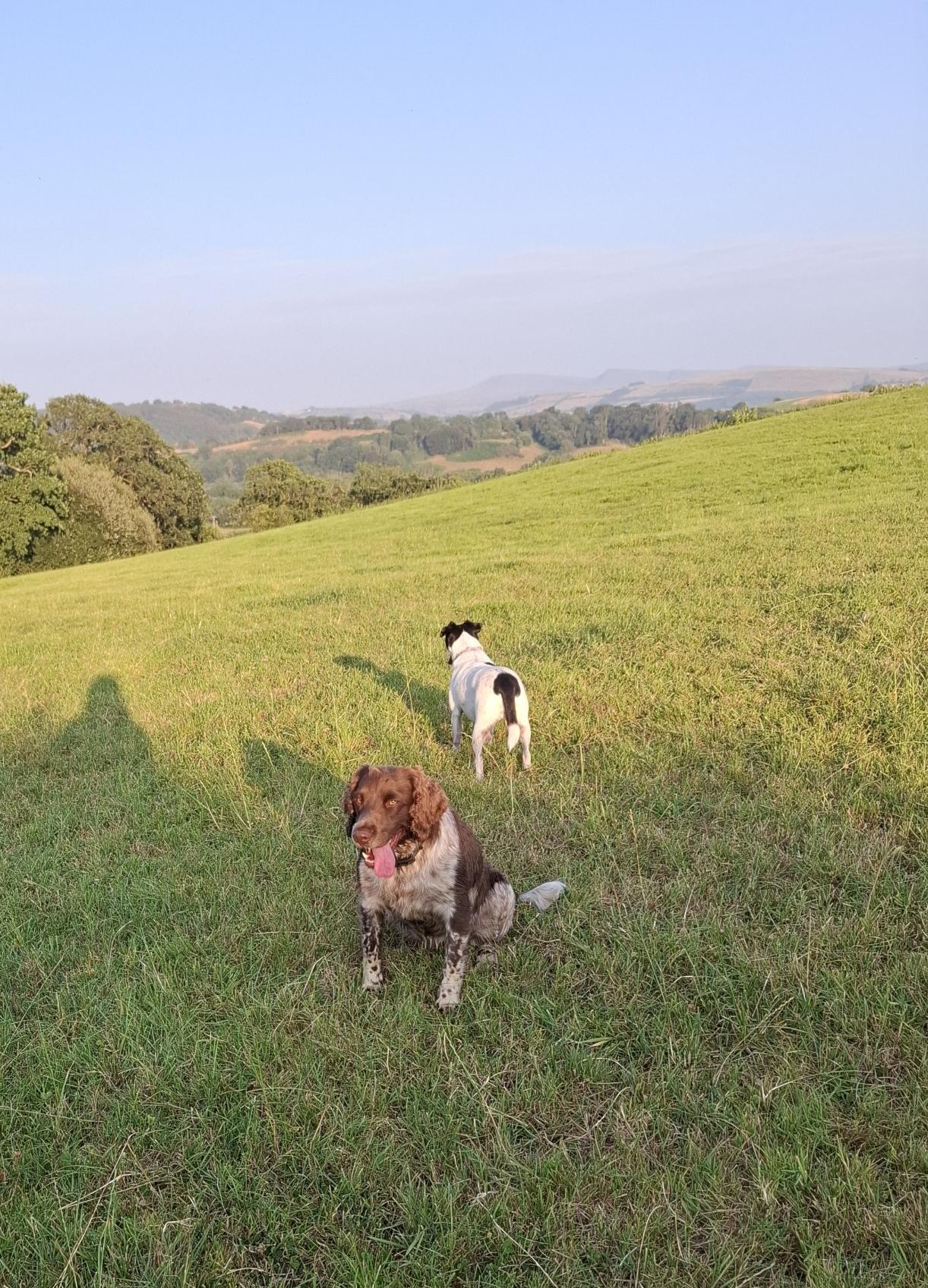 The evening sun on a field. 2 dogs are in the foreground, a spaniel and a smaller black and white dog. The spaniel is sitting facing towards the camera, she is actually watching her fav human tie a gate shut, while the smaller dig is facing away and looking into the distance. In the distance under a hazy blue sky  there are distant mountains in the Bannau Brecheiniog