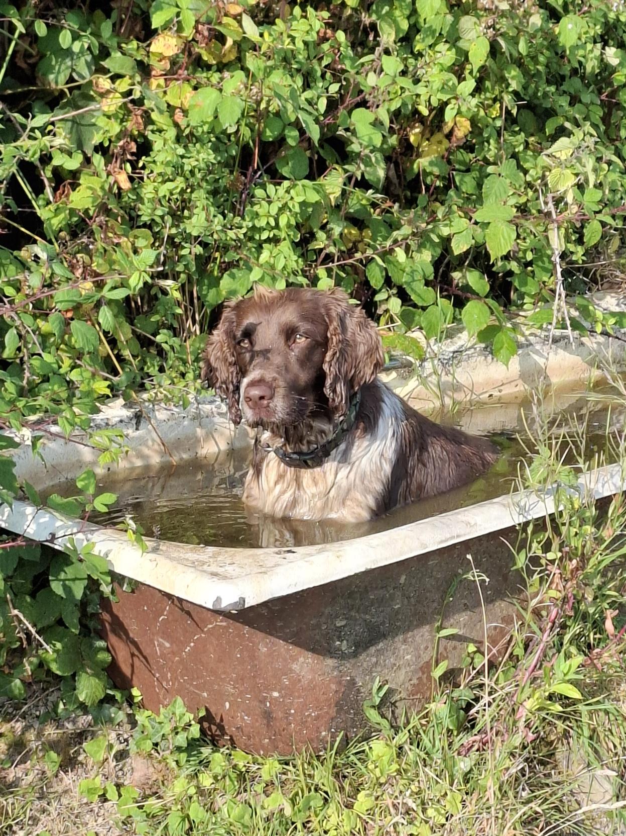 A brown and white spaniel is sitting peacefully in an old enamel bath used as a cattle trough in a field. There is a hedge behind her