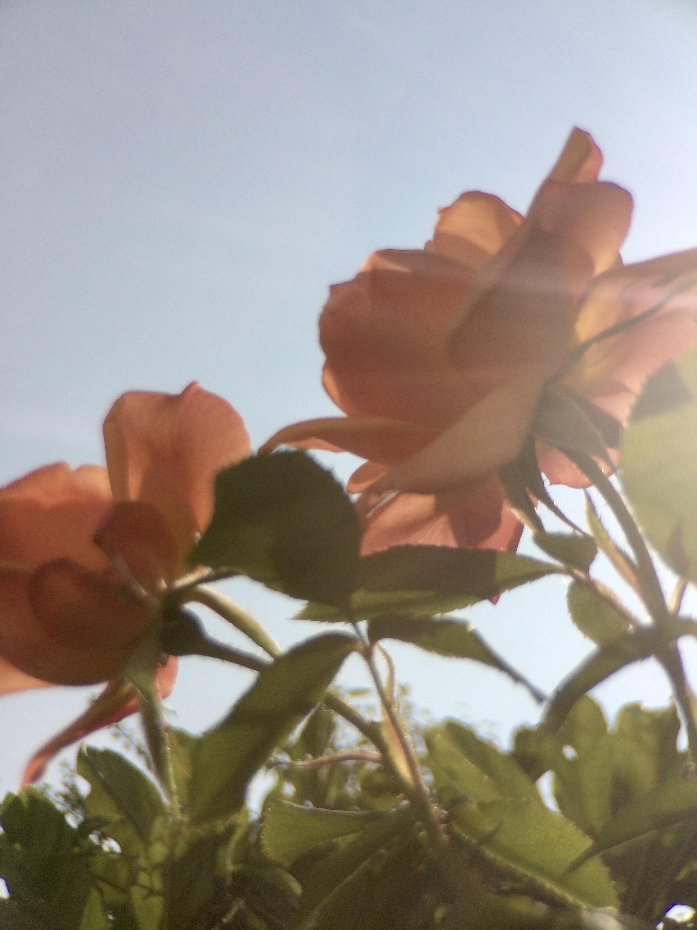 Pink roses against a pale blue sky with lens flare from the sun washing the contrast out a bit, it’s all slightly out of focus but has a dreamy summer vibe