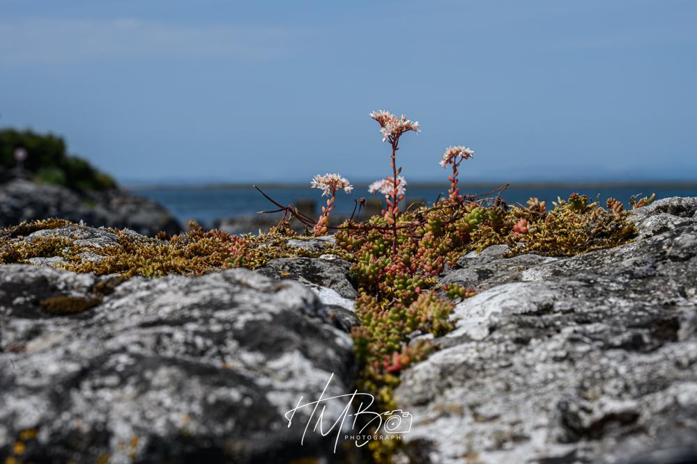 A small; pink alpine flower grows on top of a wall in Ballyvaughan, Co. Clare. The sea can see seen in the distance. The sky is blue.