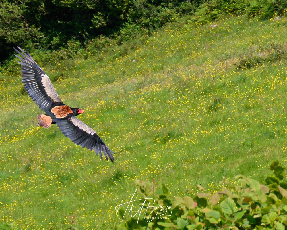 A Bateleur eagle flies over a buttercup filled meadow near Ailiwee Cave in Co Clare. The bird has a wingspan closet to two metres. The wings are black, with a silvery pattern on the front sections, a variegated brown back and tail. The bird’s face is red with a yellow beak. It can change the colour of its face according to stresses and mood.