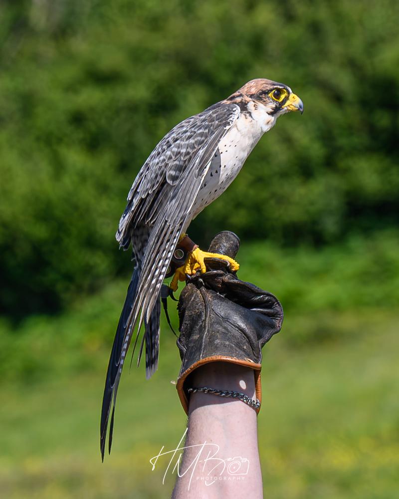 A Lammy falcon sits on its handler’s glove. This is one of the fastest birds in the world. It is quite small. It has a yellow beak, striking dark mark on its face, a brownish top to its head. The underbelly is off white and speckled. It’s back, wings and tail are mottled grey, while and black.