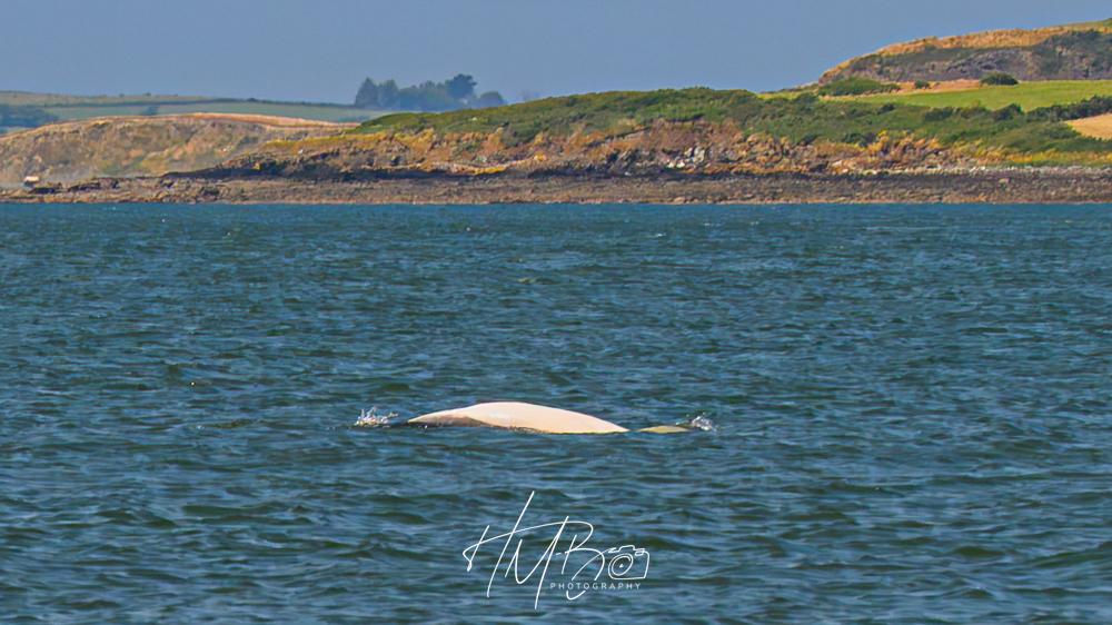 A dolphin rolled over in the water while I was watching, and showed off its underbelly. I cannot see enough detail to determine if it was male or female, unfortunately. It is unusual to see them do this.  There is some coastline visible showing greenery, fields and distant blue sky.