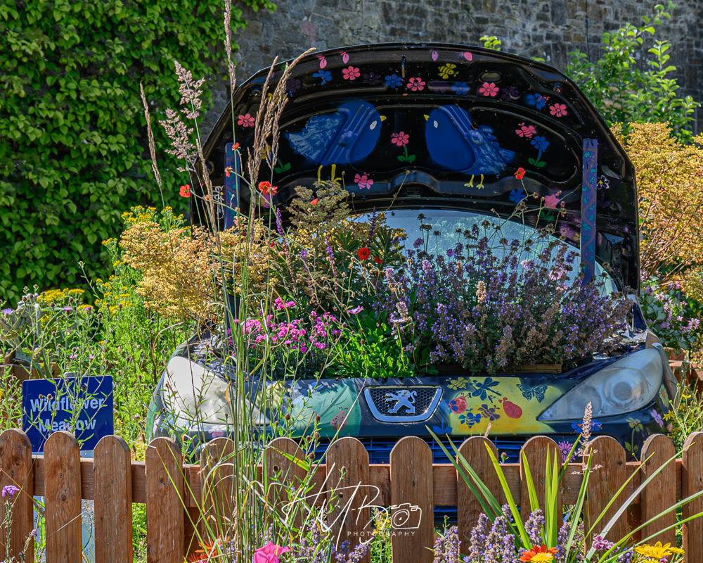 In VanDeLeur gardens, one of the displays is an old Peugeot with a raised painted bonnet. It contains a selection of colour flaunts. The bonnet underside is painted with pink flowers and two blue birds.