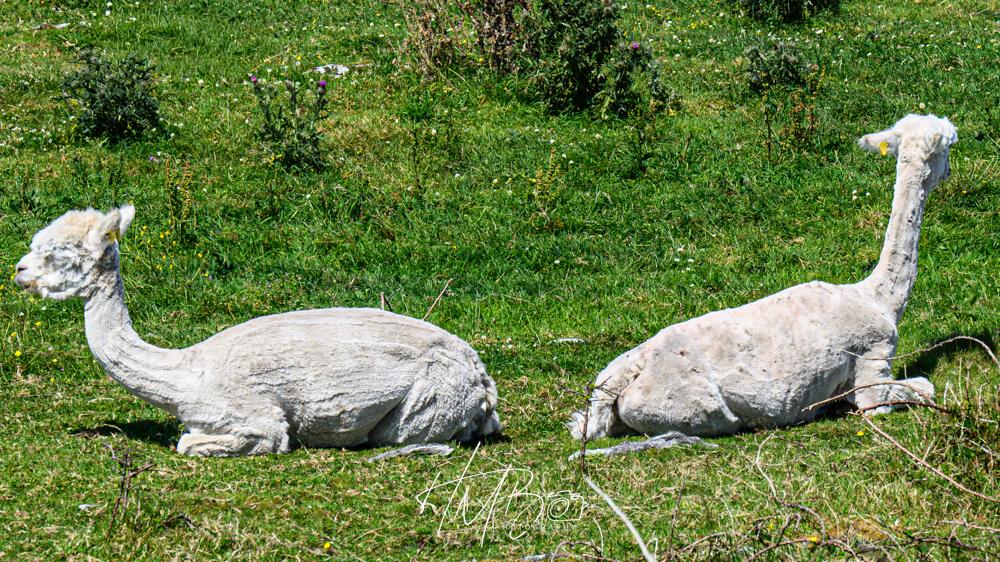 A pair of white, recently sheared alpaca sitting bum to bum, looking like a slightly aloof distanced Push-Me-Pull-You. There were lots in this field.