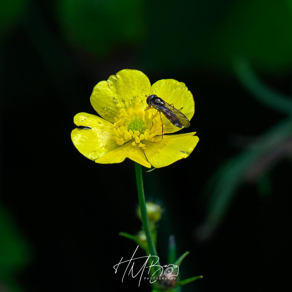 A buttercup style flower, with five yellow petals, some stamens, and hosting a nice hover fly.