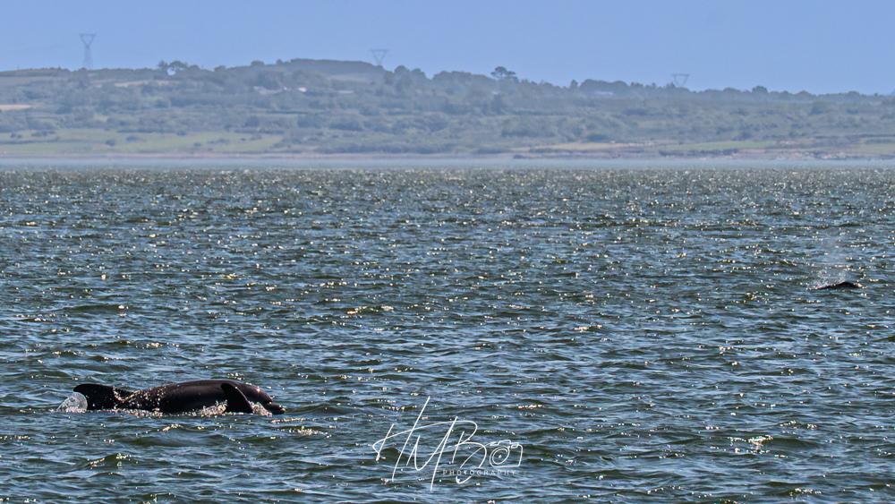 Two dolphin hunting with their pod for salmon in the mouth of the Shannon estuary.. It is a very bright day, and the land is misty and hazy in the distance. The sea is slightly choppy.