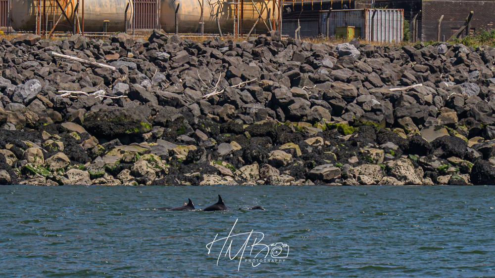 Part of an industrial building can just be seen in the upper part of the photo. Then there is a sloped area of large stones and ricks to protect the buildings from the tides and rough seas. In the water a group of three dolphins are hunting salmon.