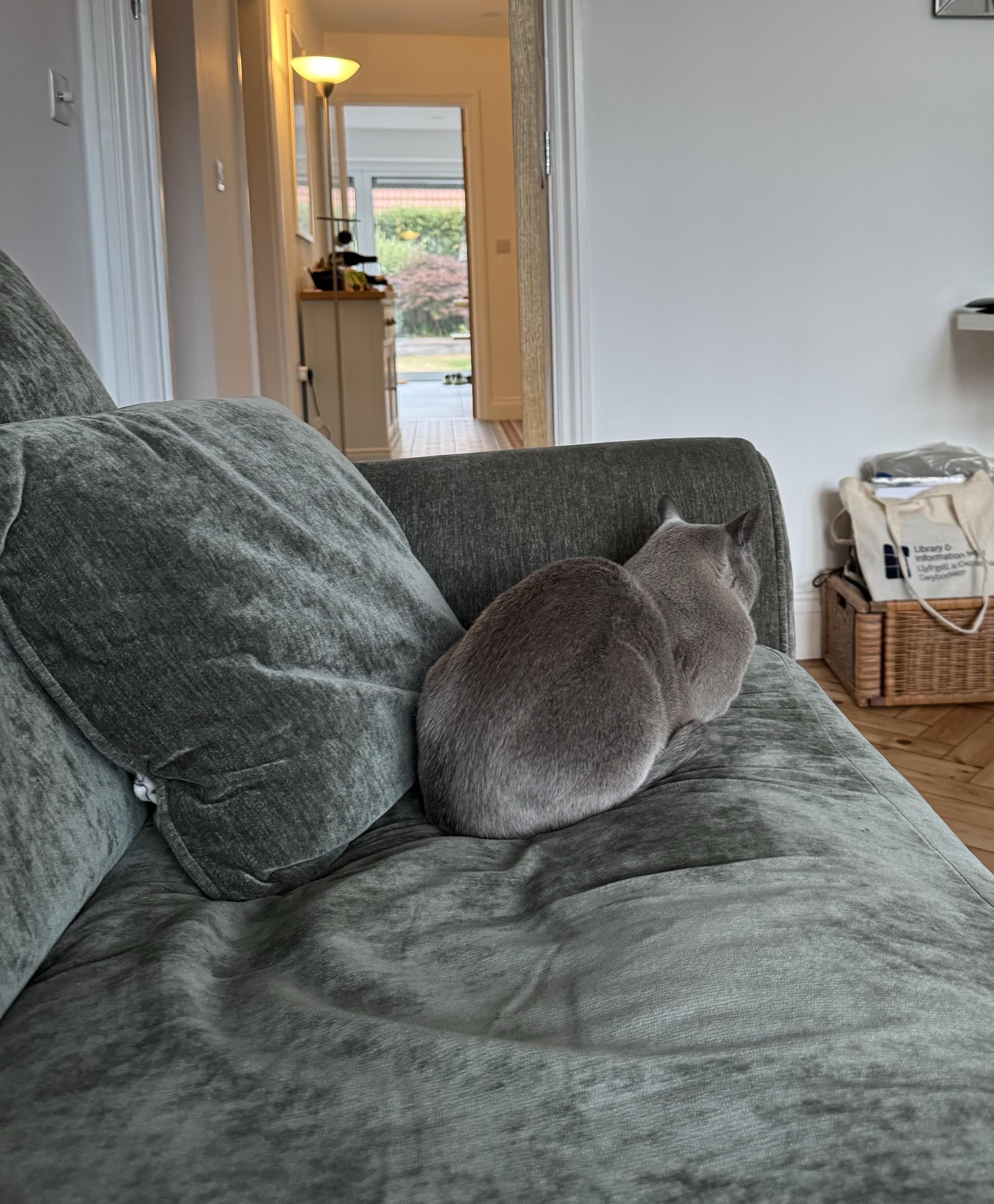 Small grey cat sitting on other end of our dark green sofa, with her back turned to me.