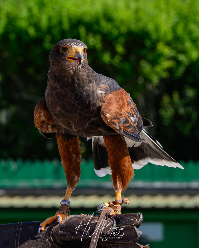A handsome Harris hawk on his hander’s glove. The bird is a rusty colour, with dark colouring over its back. It has a yellow face and dark beak. It has a while band to the edge of its tail.