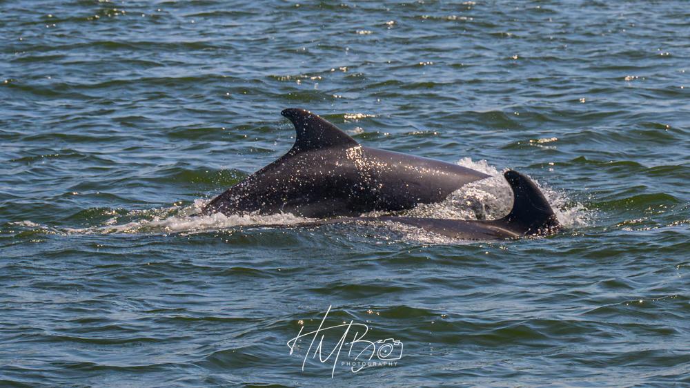 Two dolphins surfing the waves in the Shannon estuary as they hunt for salmon. Only their backs and dorsal fins can be seen.
