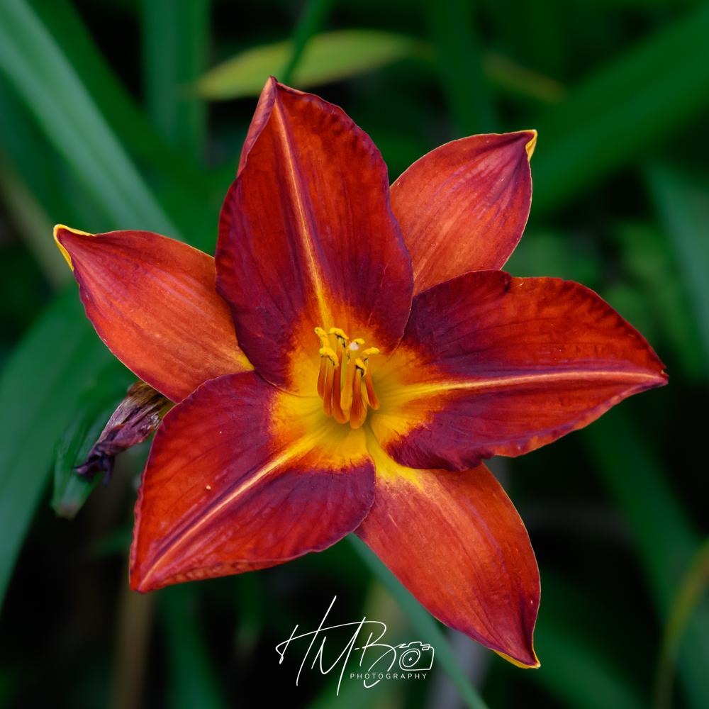 Some kind of red six petalled flower with yellow lines leadin into the centre. The stamens are red with yellow tips. There are varigations of yellow, orange and red in the petals.