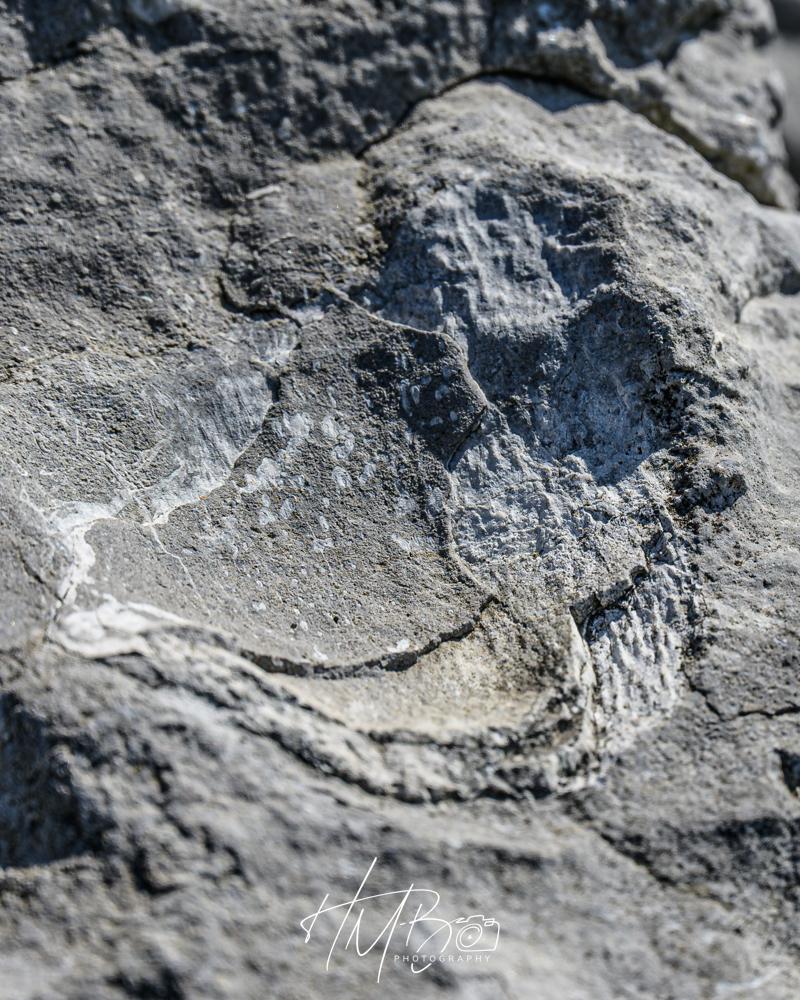 A sea creature fossil etched in some limestone in the Burren. This is well above sea level, Much of the Burren was once under water and it contains millions of fossils like this. The creature appears to have had a large head, rays or gills and a long body.