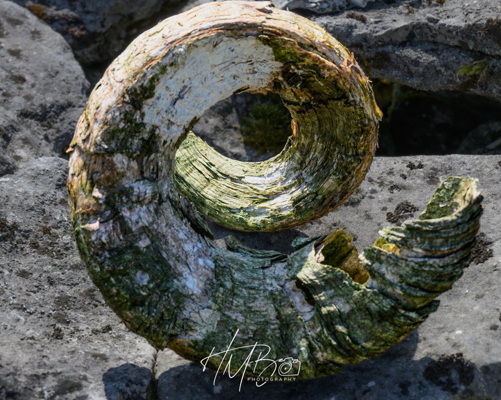 Rams horn gradually returning to dust or stone. It is in a spiral decreasing from wider to a tip further away. It sits on a piece of limestone and is lit by the sun. The growth rings can be clearly seen. This was a very old animal.