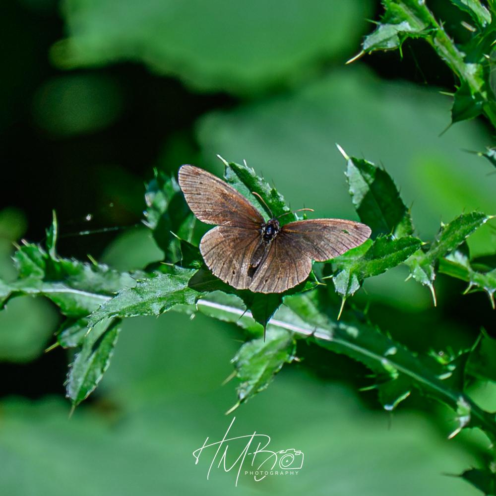 A small brown butterfly on a thistle. I have no idea what species this is.