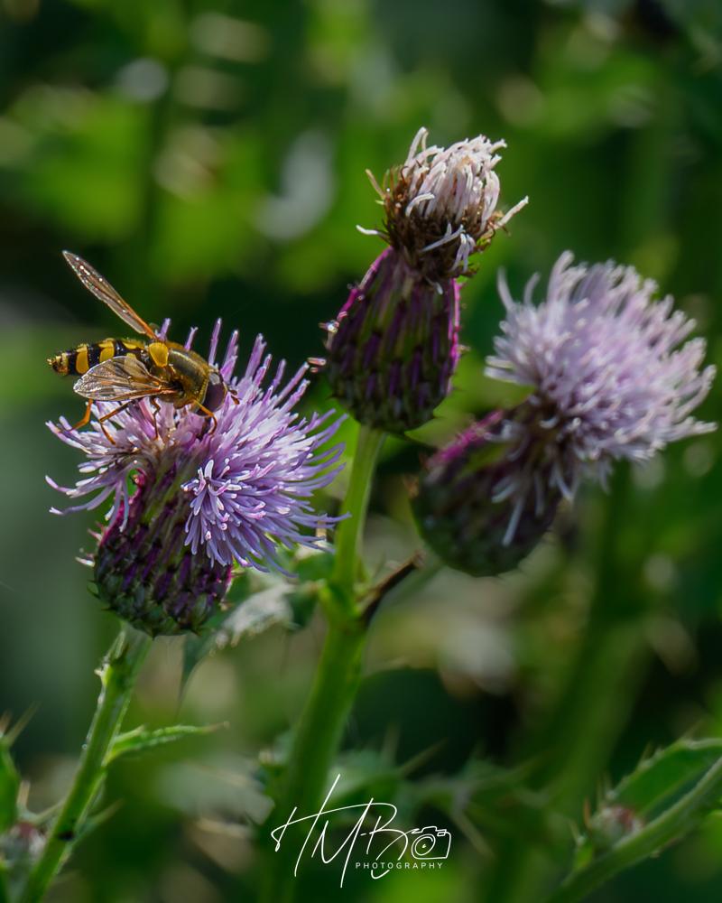 A hoverfly drinking deeply of nectar from some knapweed. The hoverfly mimics a wasp in its black and yellow striped body. Knapweed flowers look a bit like thistles - a purple fluffy top, with a scaly looking cup base, and a green stem.