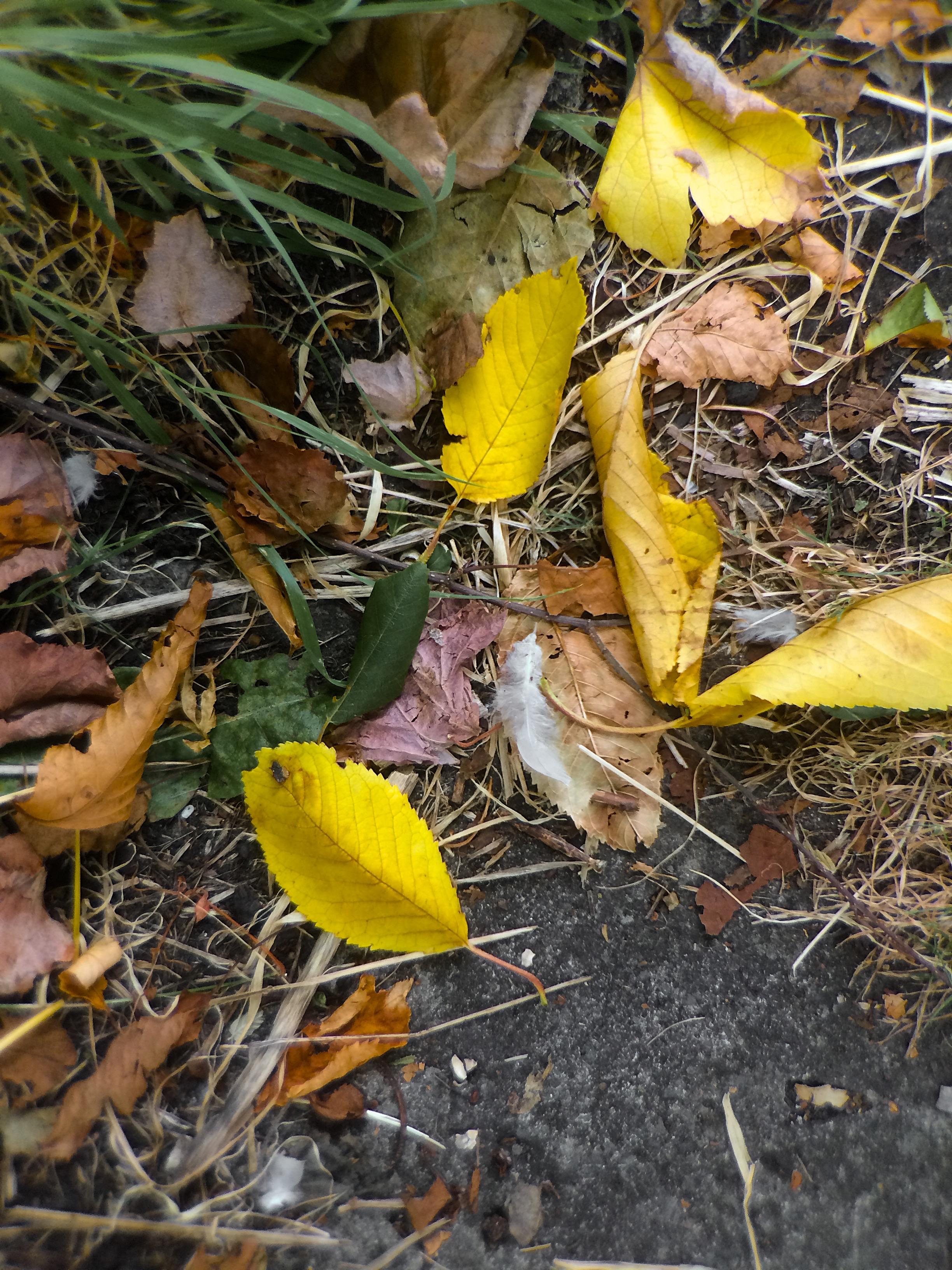 Not autumn, but 3 heatwaves in a row.