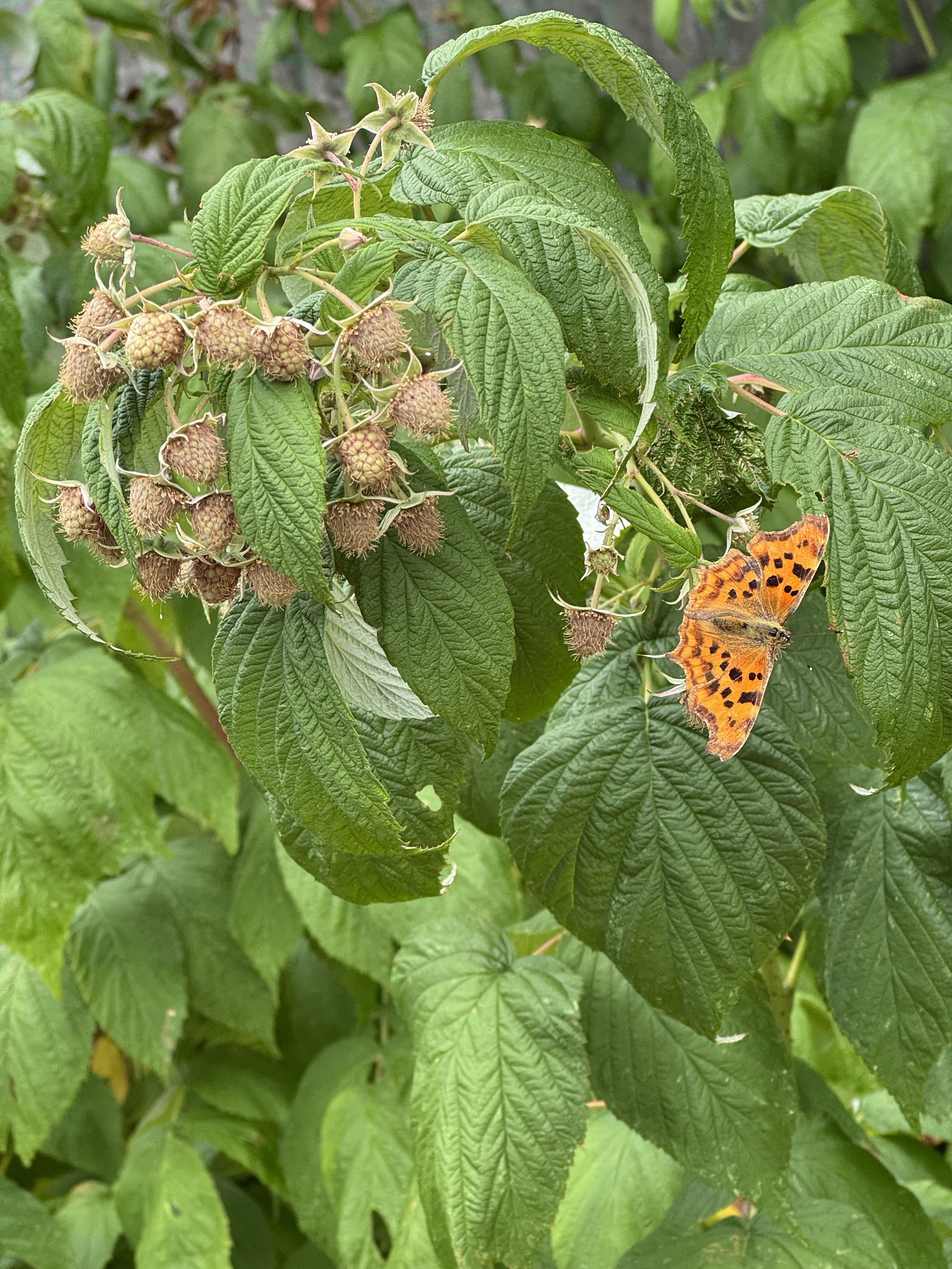 Orange butterfly with scalloped edges to its wings and brown dots, resting on top of a aberrant which is laden with unripe fruit