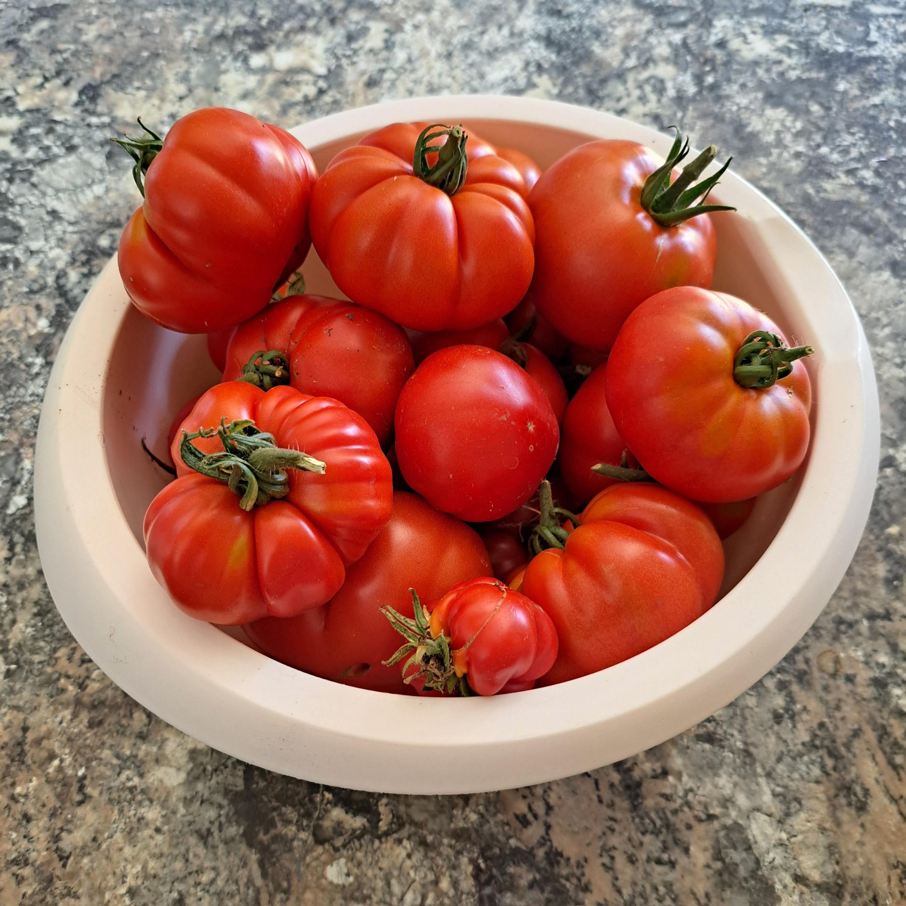 A plastic bowl about a foot wide, full of lovely big ripe tomatoes.