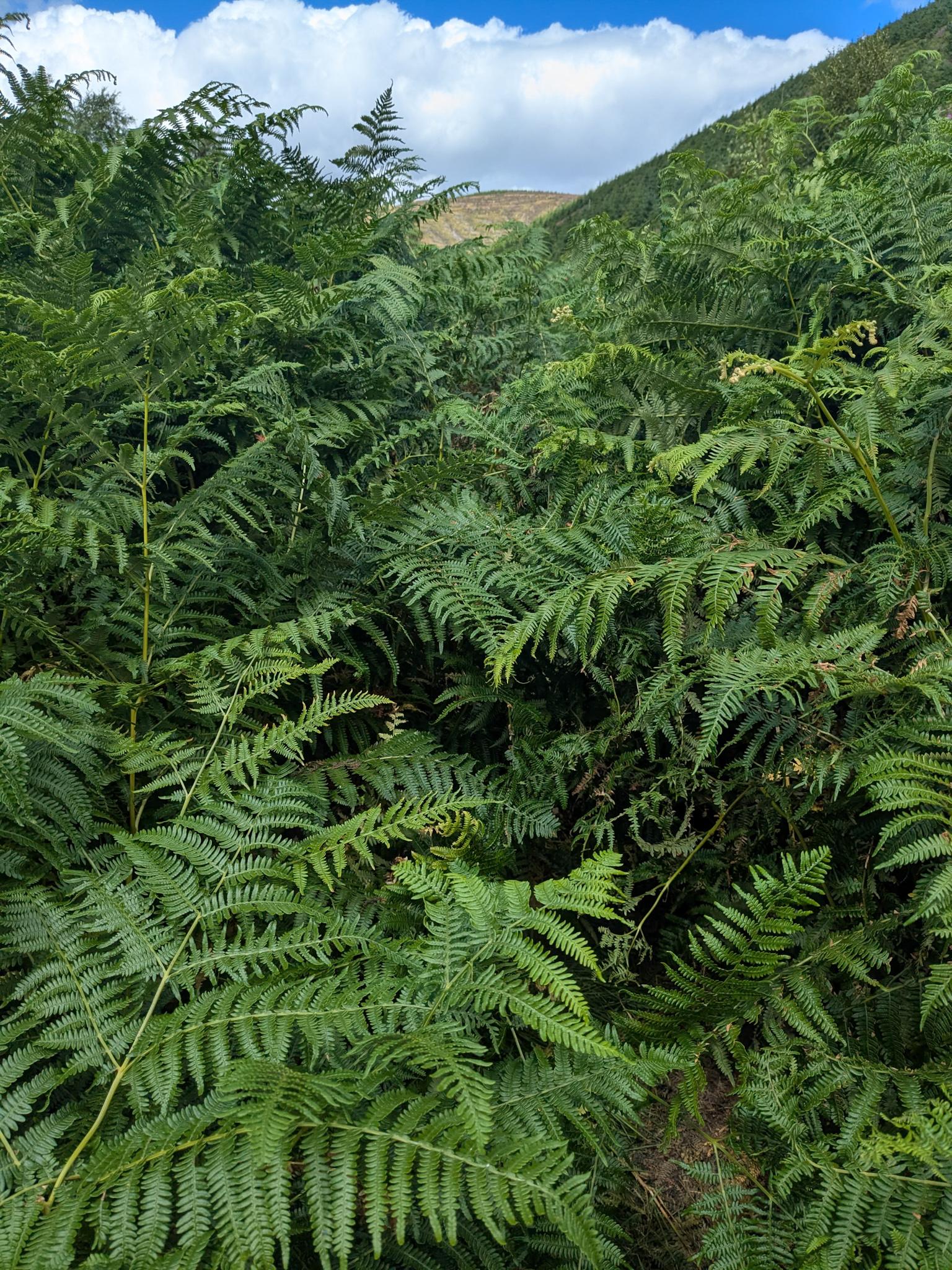 Colour photo. A solid wall of bright green shoulder high bracken.