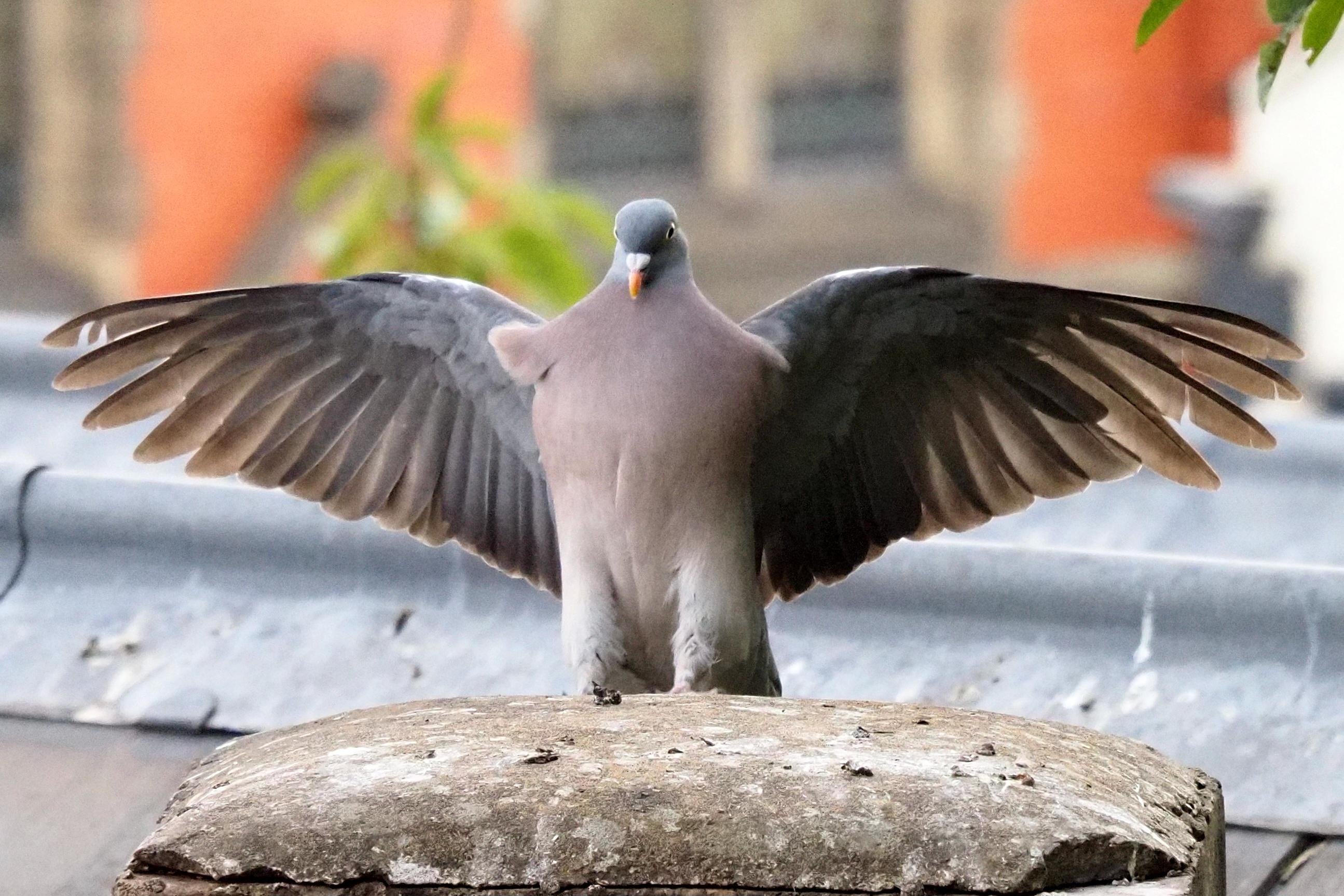 Wood pigeon caught at moment of landing on a chimney stack, facing and wings spread wide symmetrically