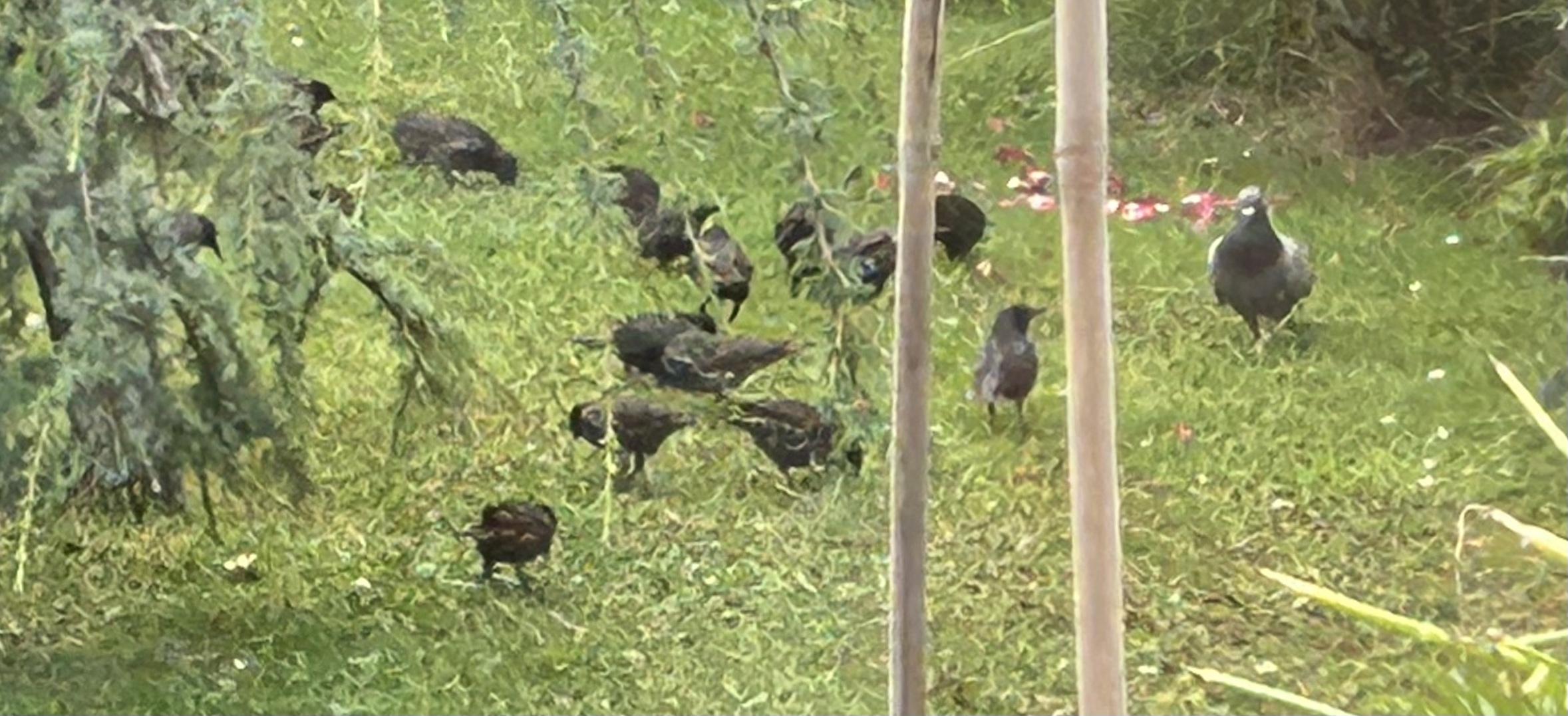 At the left, some evergreen tree branches can be seen. In the middle is a flock of about fifteen starlings [probably juveniles as they are brownish] . To the right is one confused pigeon.  The two canes on the right are over a planter holding some carrots and other edibles.  There is a mowed lawn which the birds are hunting for grubs on.