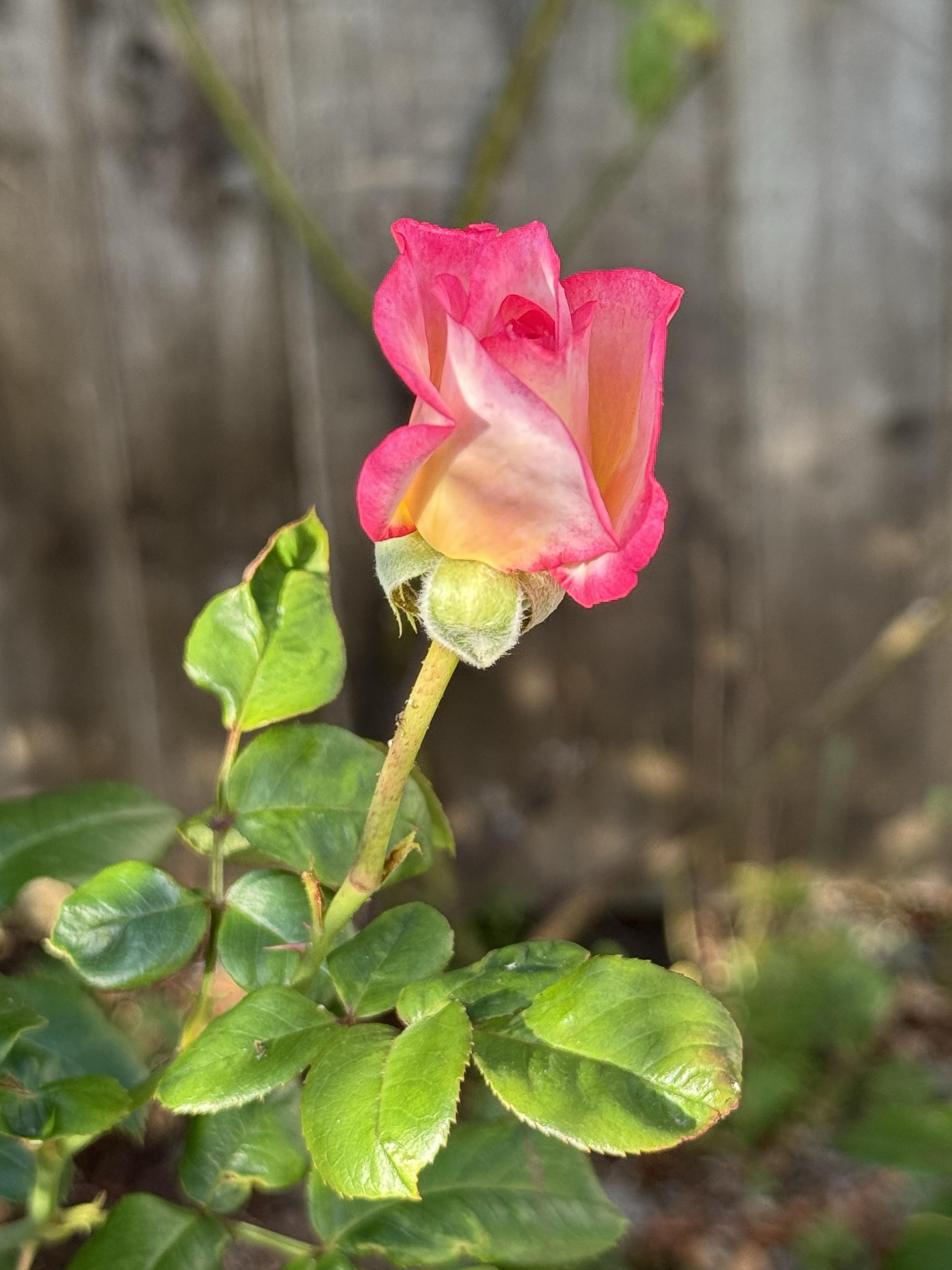Pink rose bud just unfurling. The edges are deeper pink and the middle is lighter blending in to yellow.  The sun is shining on the bud at an angle making it look artificially lit.