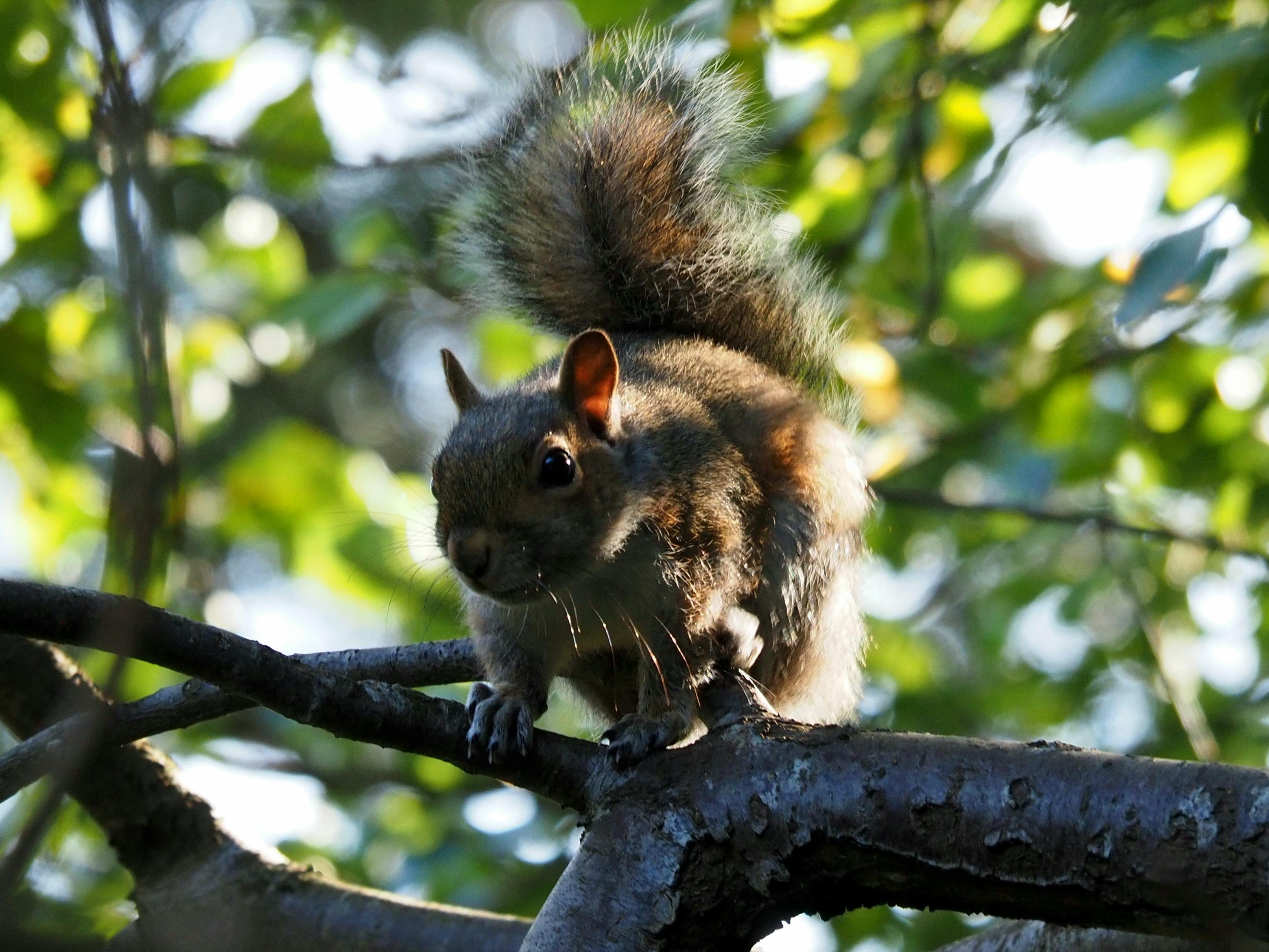 A young squirrel lurking in the dappled sunlight of a perch among hawthorn trees, hoping not to be spotted