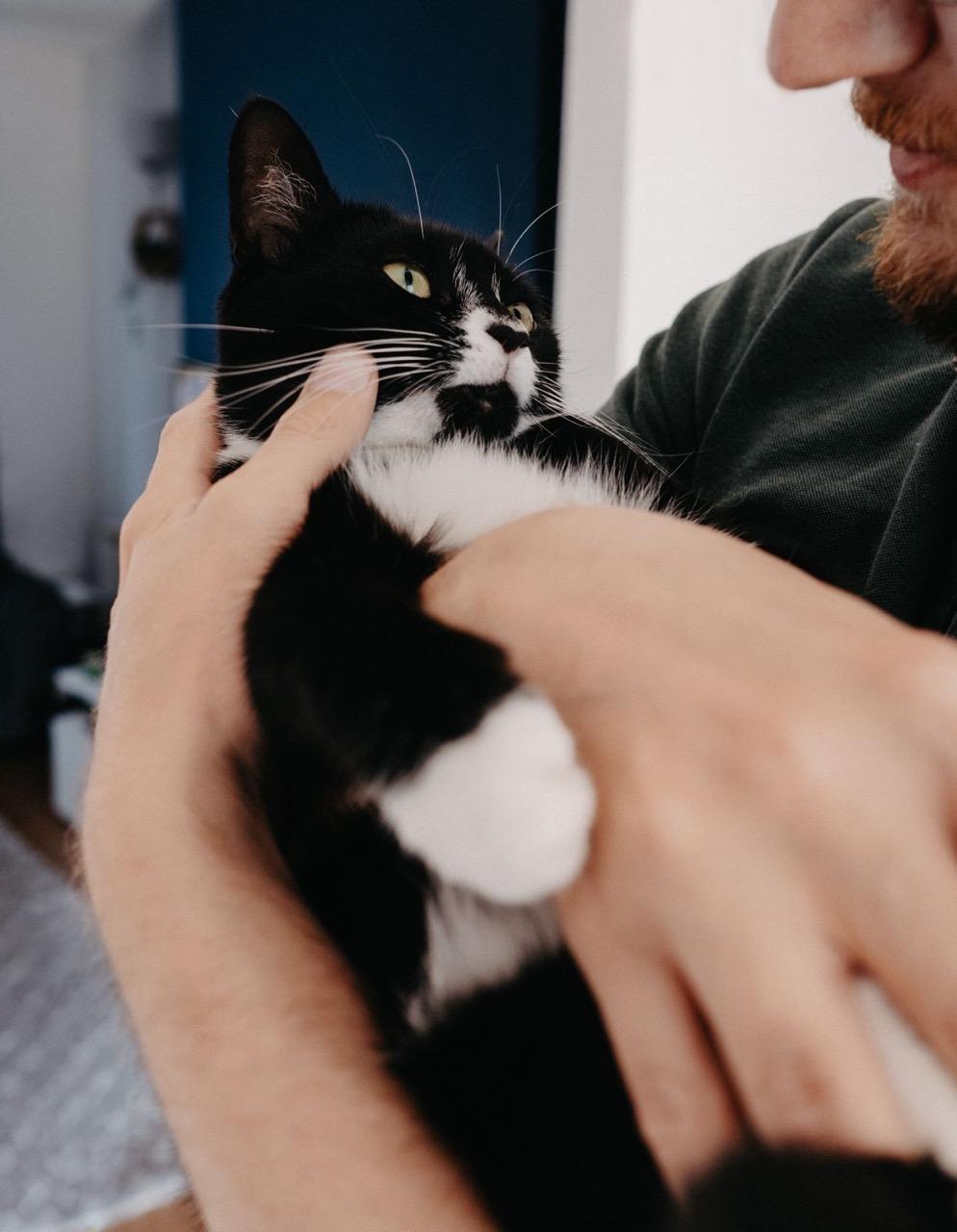 Black-and-white cat being gently held and cuddled by a person indoors, looking up with alert yellow-green eyes.