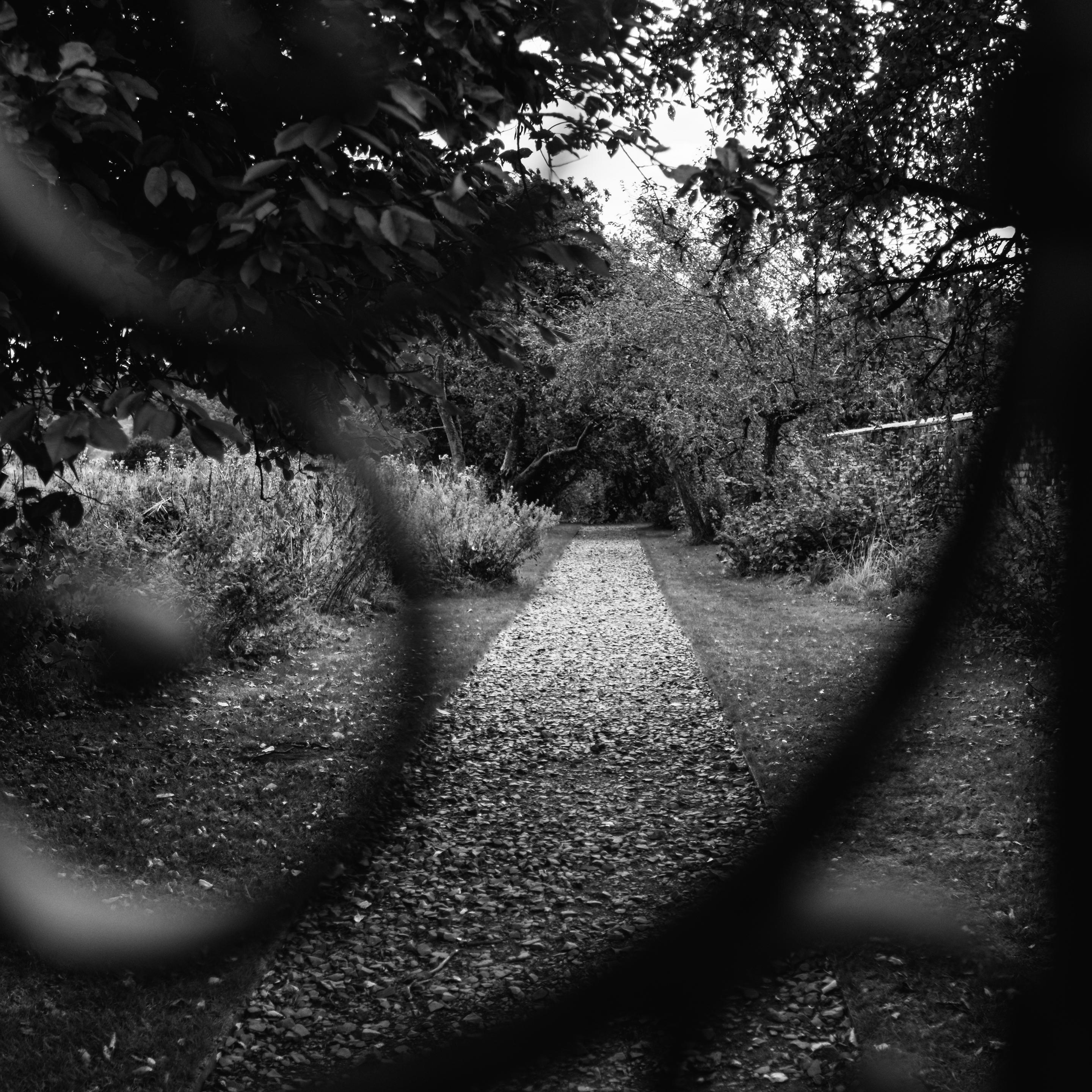 A black-and-white photograph of a garden path with borders on either side and trees in the background the scene is seen through an iron gate which is blurred.