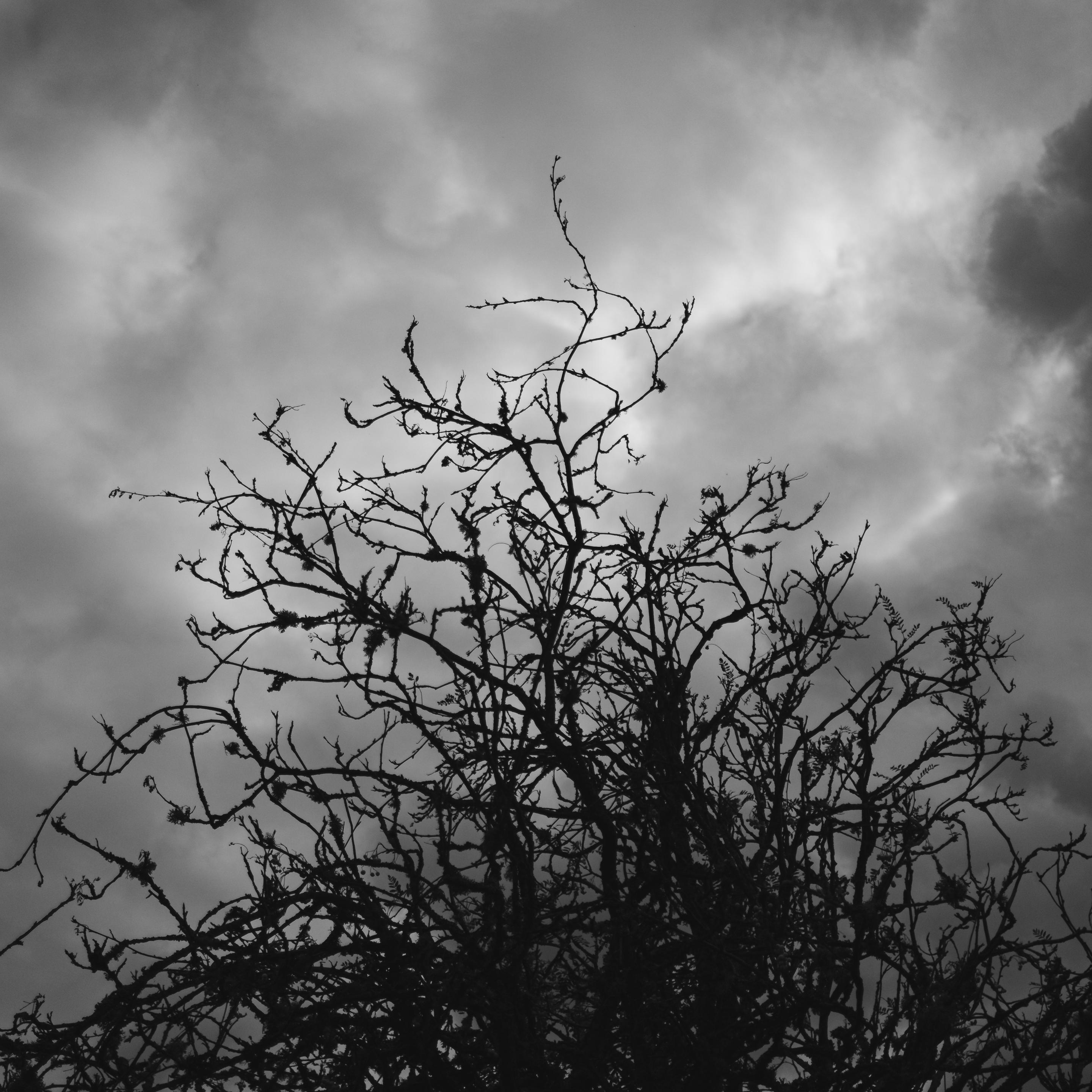 A black-and-white photograph of twisted tree branches in silhouette against a dark and cloudy sky.