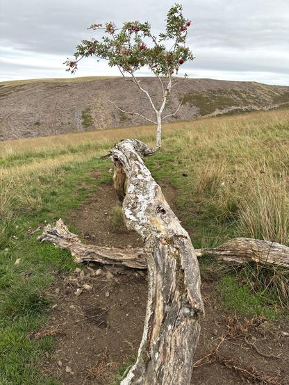Colour photo looking down the horizontal trunk of a seemingly dead rowan tree. A single spur of healthy growth sprouts from it, with leaves and berries. It is in a grassy moorland landscape.